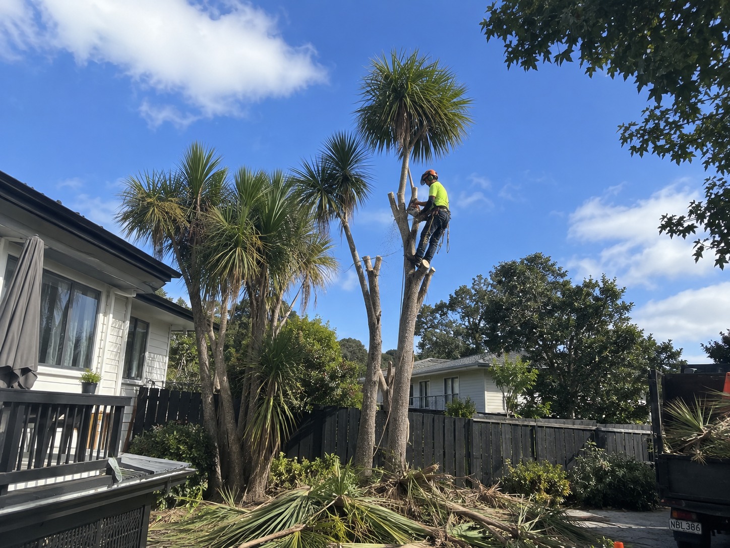 Arborist roped into a cabbage tree sectioning the trunk, with cut heads and fronds piled below