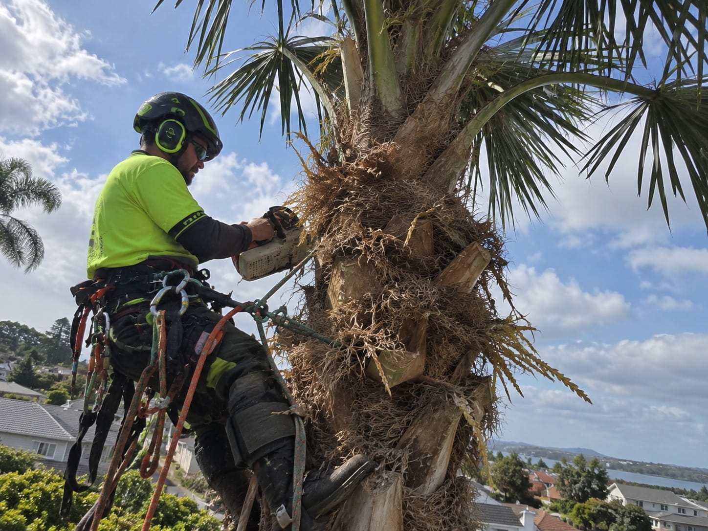 Climbing arborist roped high into a tall palm with a chainsaw