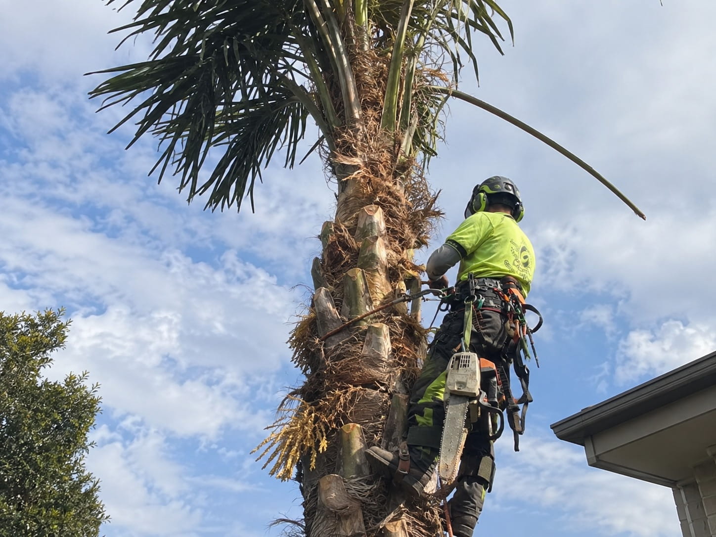 Arborist cutting dead frond bases from a palm beside a house