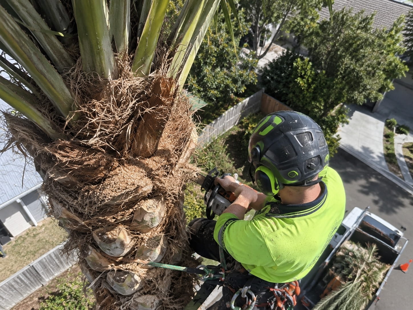 Arborist cutting back a heavy dead frond skirt high on a palm trunk