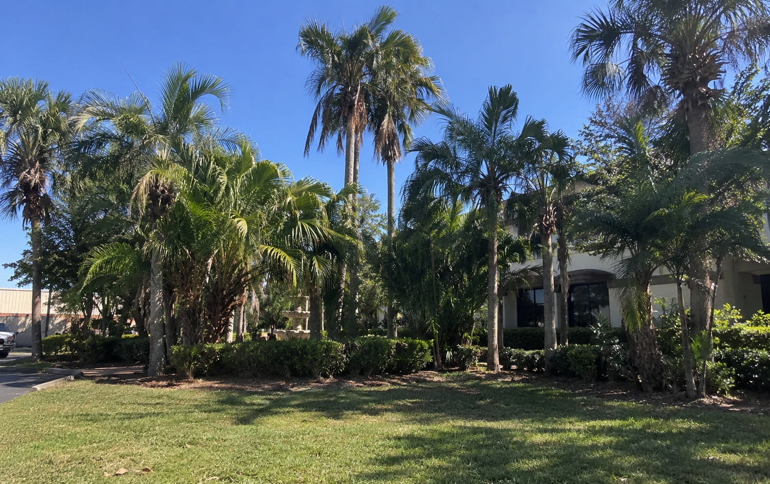 Dense stand of established palms and understorey planting in front of an Auckland building, ready for clearing