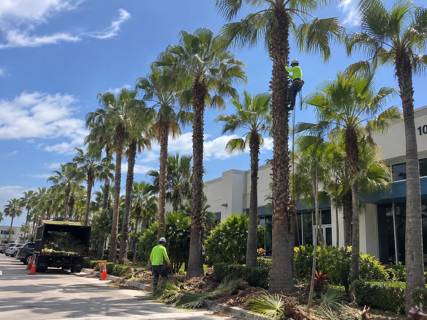 Climbing arborist roped into a palm outside an Auckland office building, with a chip truck and cones below