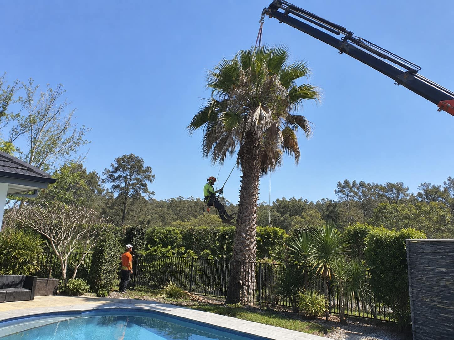 Crane boom reaching over a pool fence to a large palm while an arborist works partway up the trunk