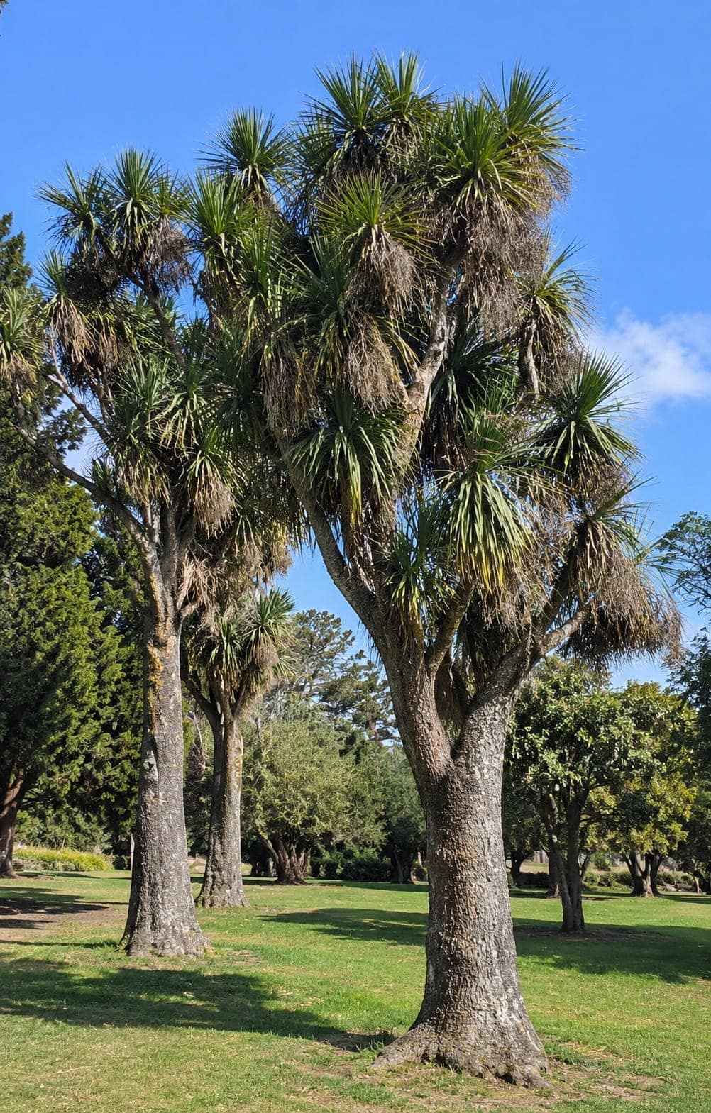 Mature cabbage trees on open parkland in Auckland