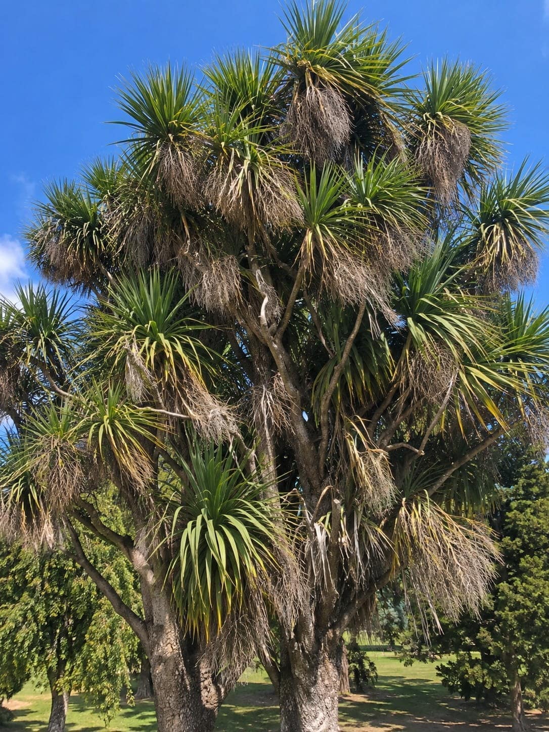 Cabbage tree (tī kōuka) growing on an Auckland property