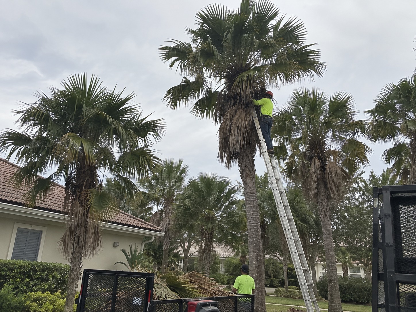 Arborist on a ladder cutting spent fronds from the crown of a fan palm, with a trailer of cut material below