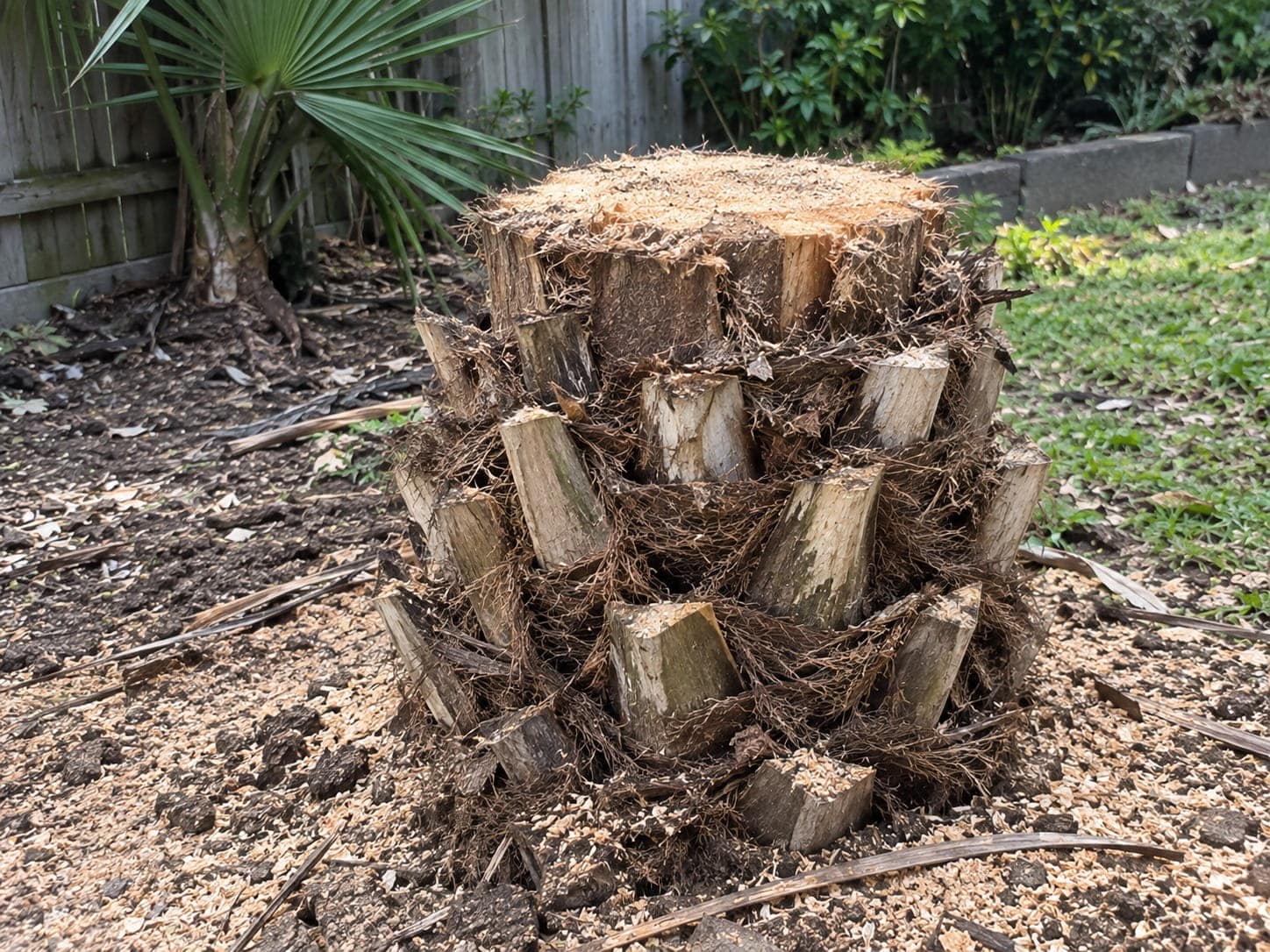 Chinese windmill palm stump surrounded by grinding chips in an Auckland garden