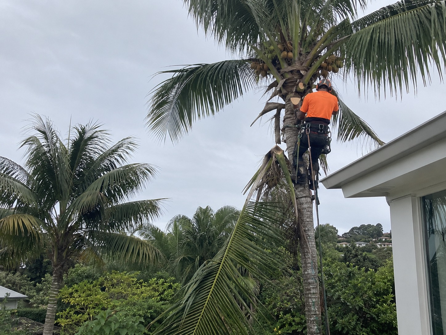 Climbing arborist roped into a tall Cocos palm beside an Auckland roofline, cutting fronds away below the seed bunches