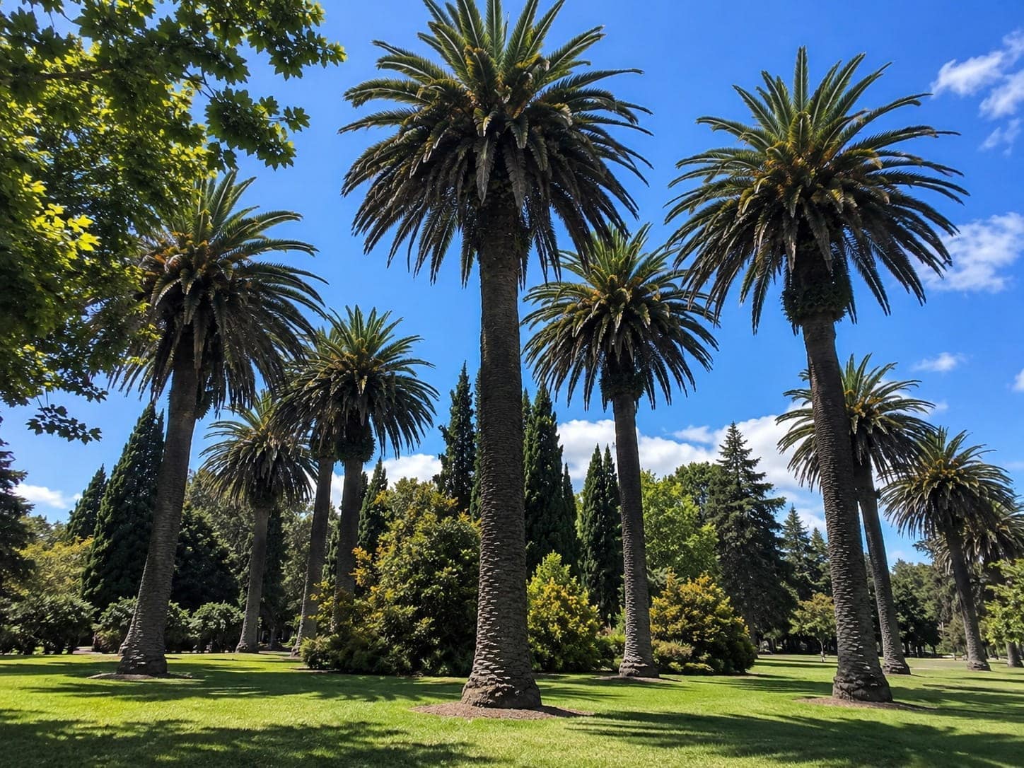 Mature date palms standing over open lawn in an Auckland park