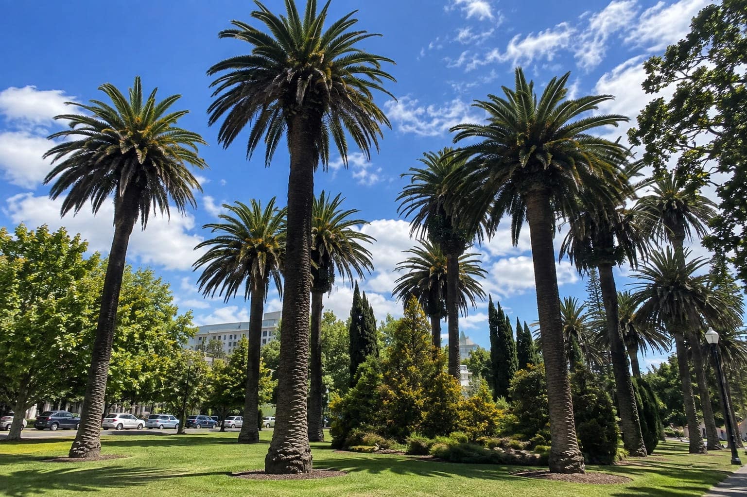 Mature date palm on an established Auckland property