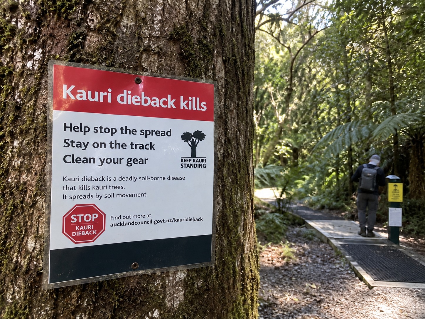 Auckland Council kauri dieback warning sign fixed to a kauri trunk beside a bush track boardwalk