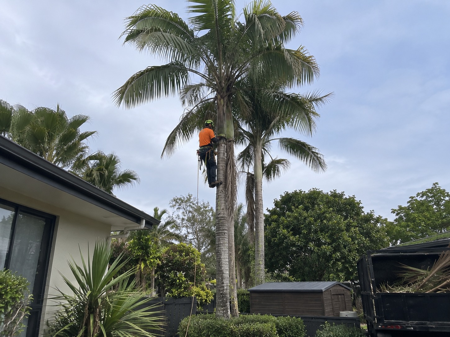 Climbing arborist roped high into a Kentia palm beside an Auckland house, working below the crown