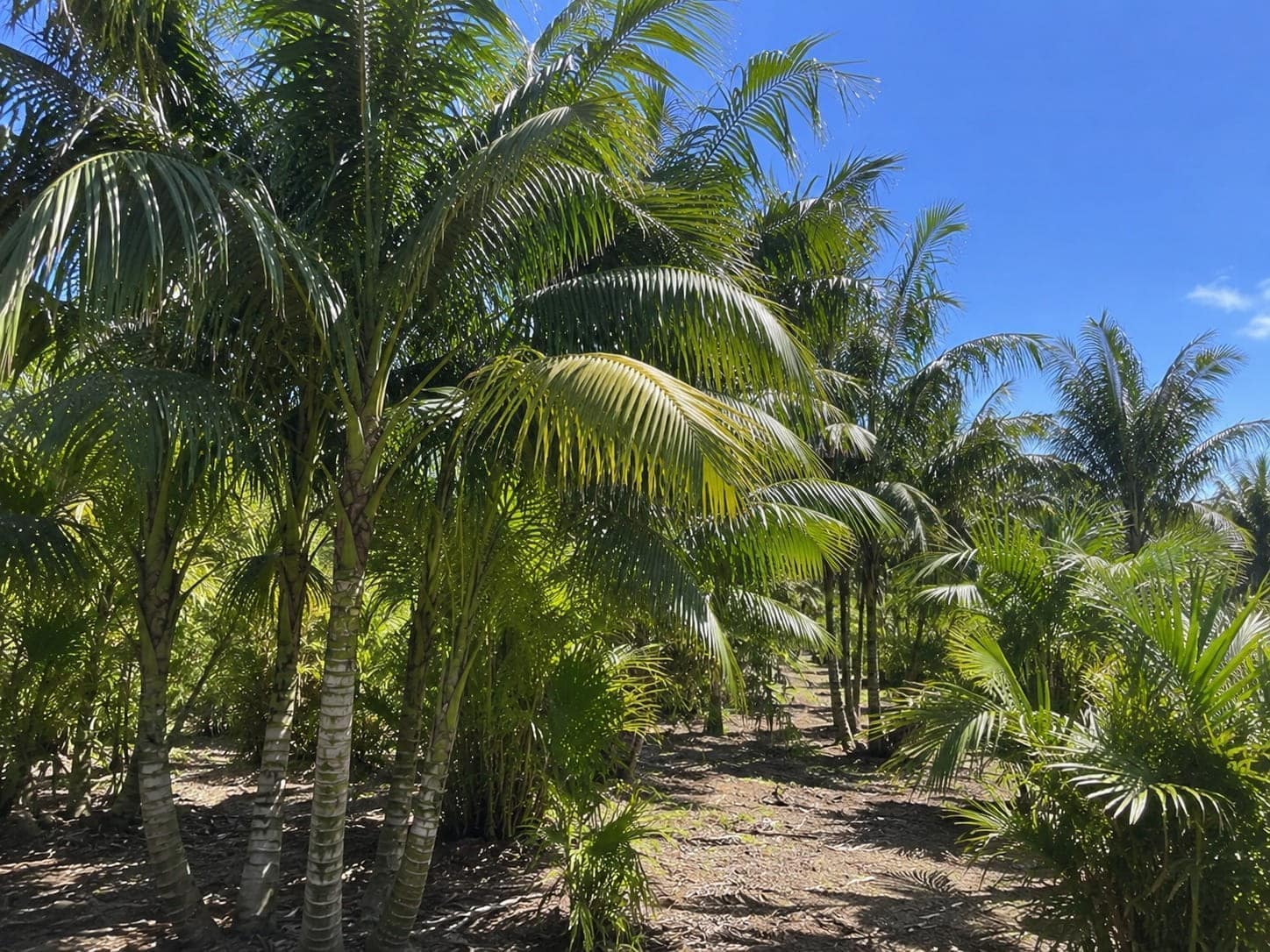 Grove of Kentia palms growing close together under an Auckland sky