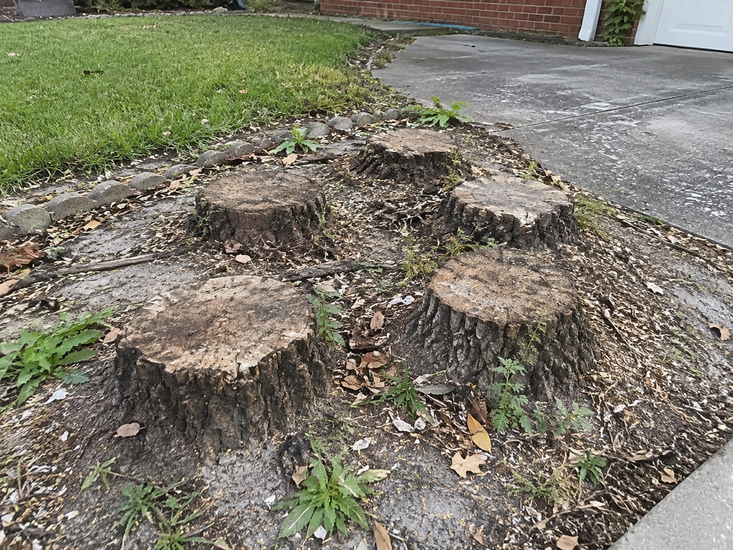 Cut-off palm stumps left in a front garden beside an Auckland driveway