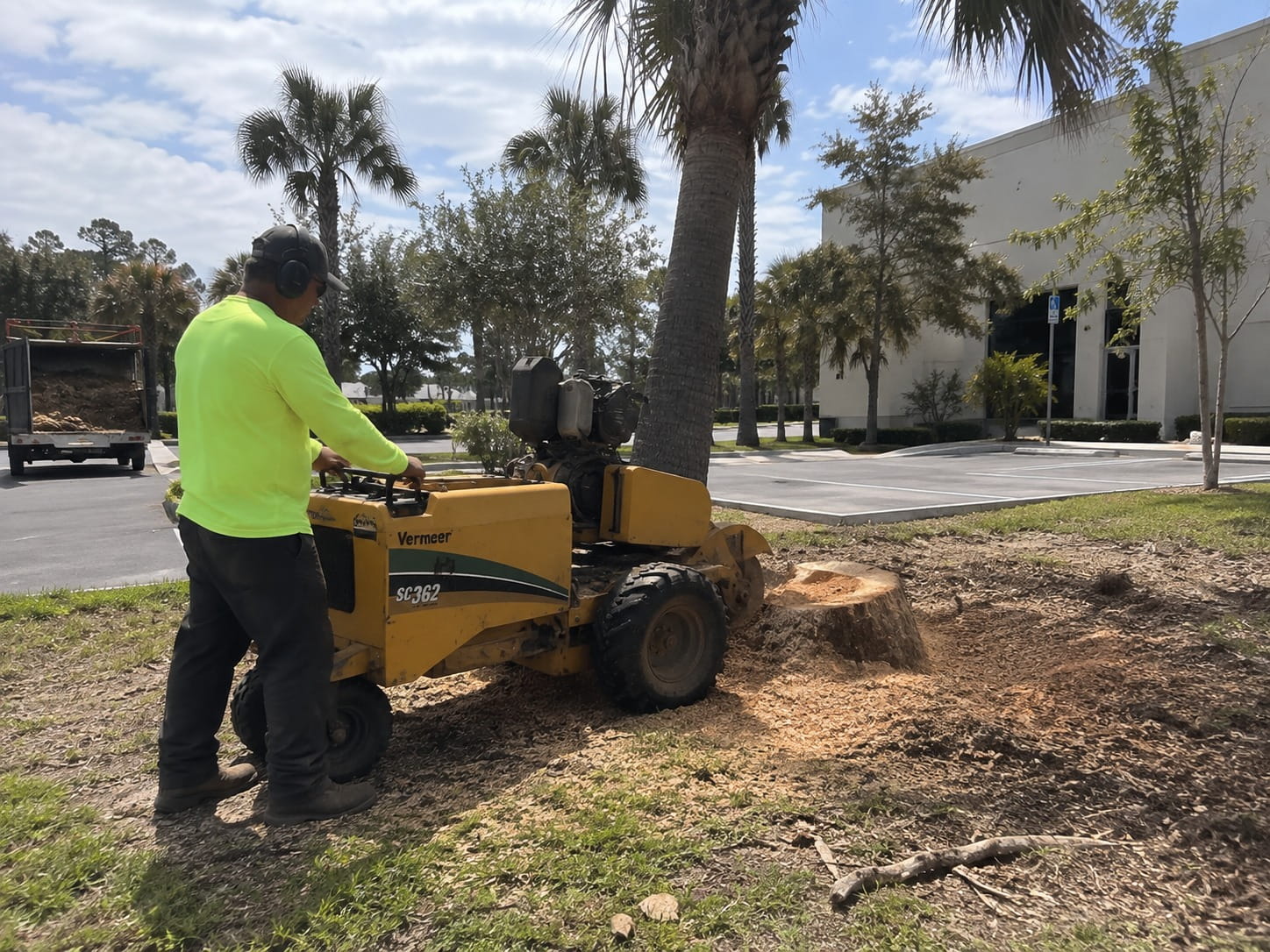 Operator running a stump grinder against a palm stump