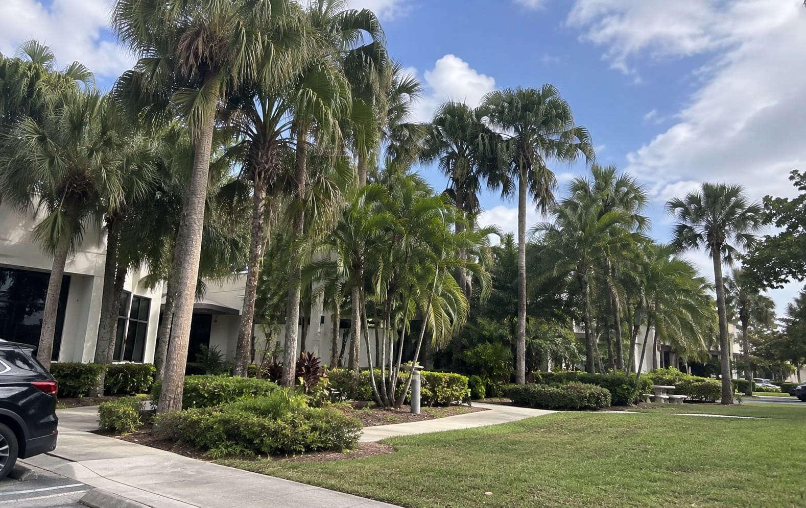 Tall palms lining an Auckland building frontage above a footpath and lawn