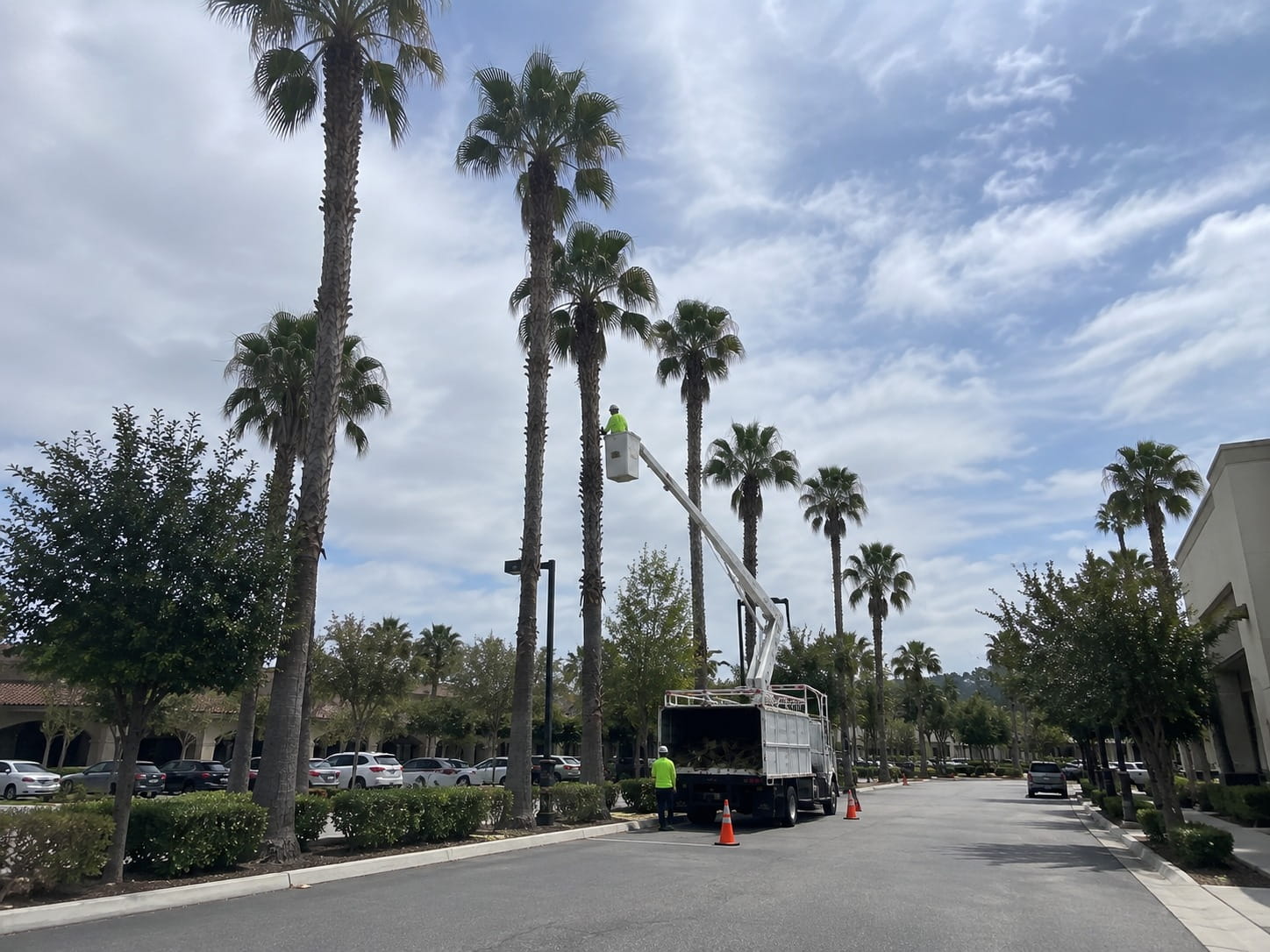 Arborist working from a boom lift on tall palms above a commercial car park
