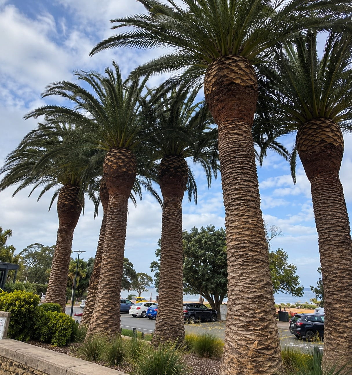 Row of mature Phoenix palms with freshly trimmed crowns beside an Auckland waterfront car park