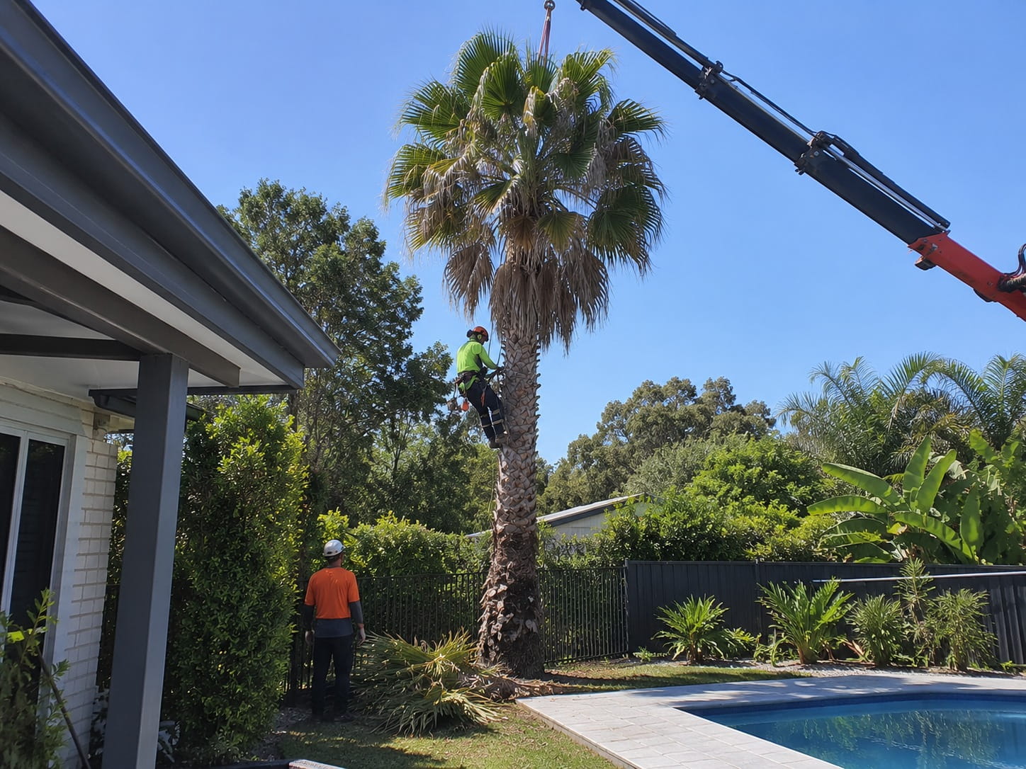Arborist roped into a backyard palm beside a swimming pool, with a crane boom reaching in over the fence