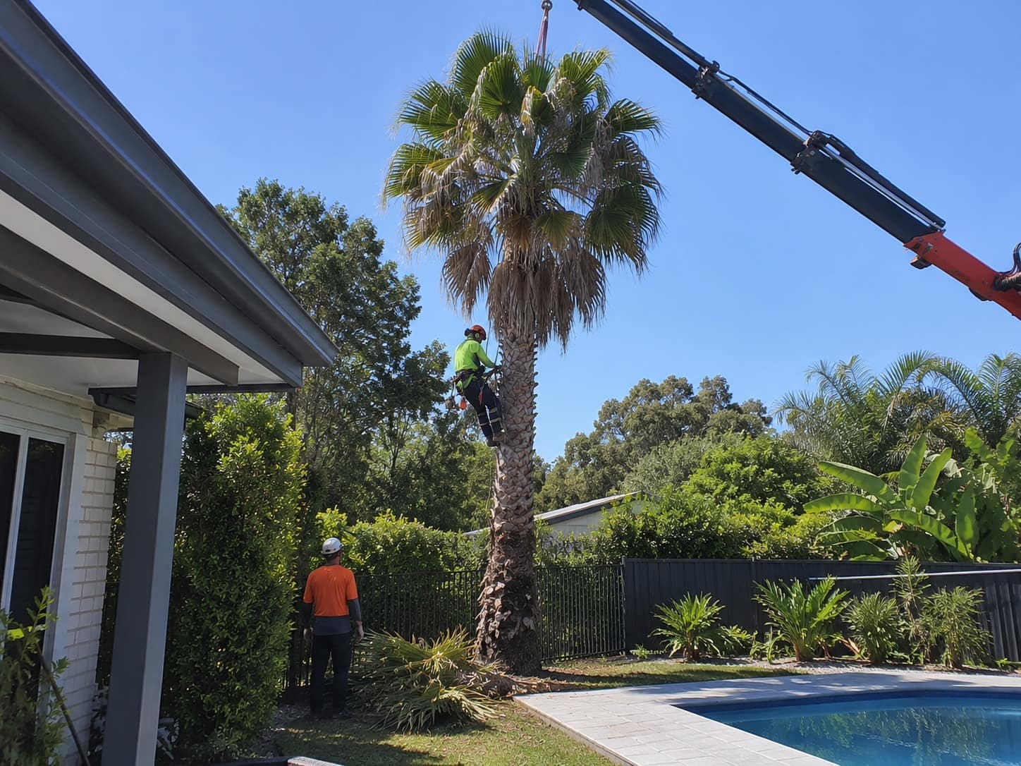 Arborist roped into a large palm beside a house and pool, with a crane rigged to lift out the crown