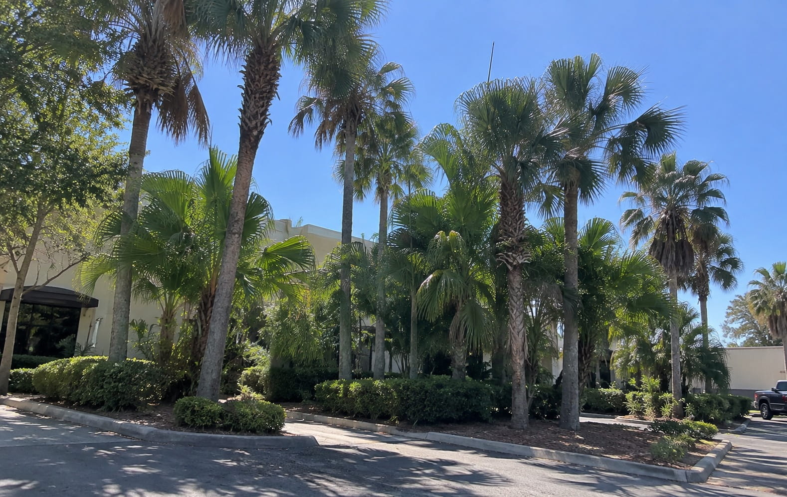Mature palms crowding a planted bed between a building entrance and car park in Auckland