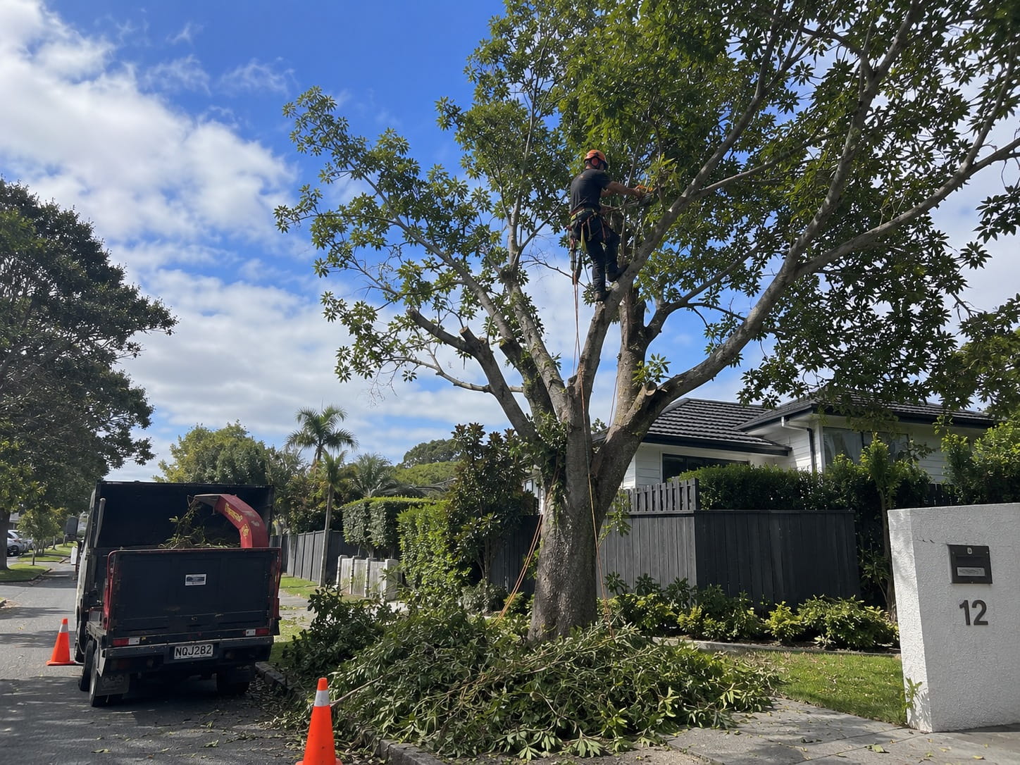 Climbing arborist trimming a street-side tree outside an Auckland home, chipper truck and cones on the road below
